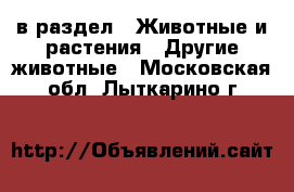  в раздел : Животные и растения » Другие животные . Московская обл.,Лыткарино г.